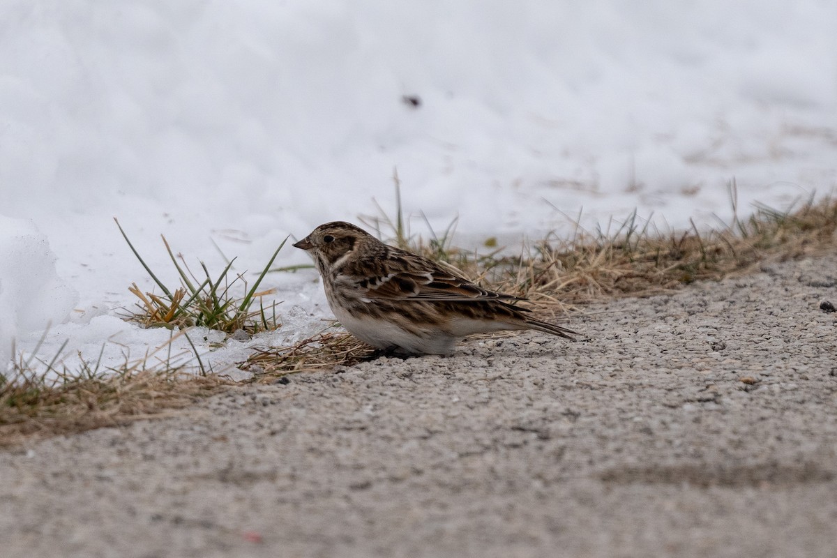 Lapland Longspur - ML646470682
