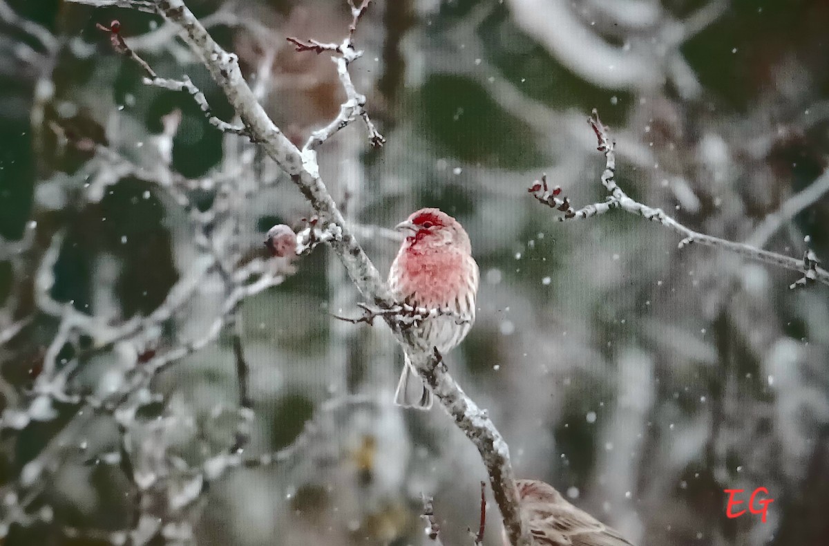 House Finch - ML646470688