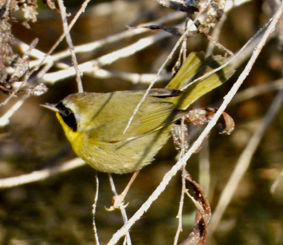 Common Yellowthroat - ML646470691