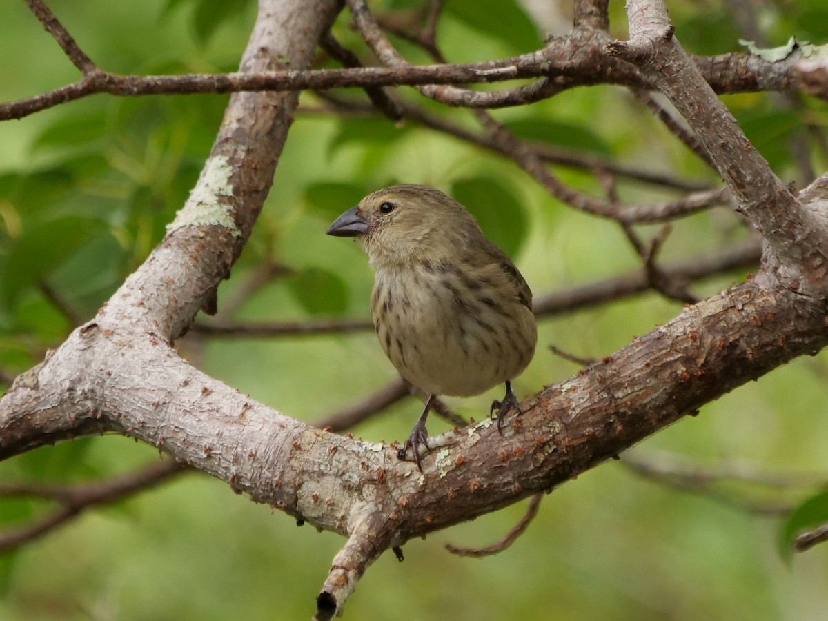 Spechtdarwinfink (striatipecta) - ML646470692