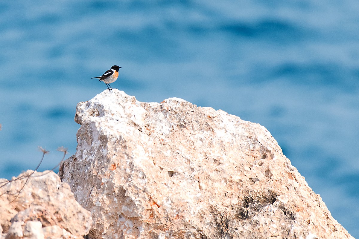 European Stonechat - ML646470693