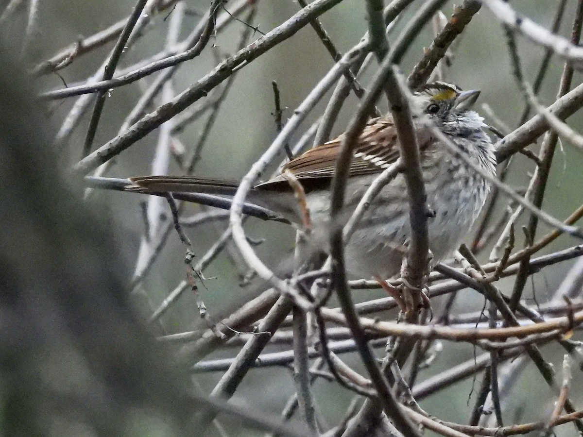 White-throated Sparrow - ML646470695