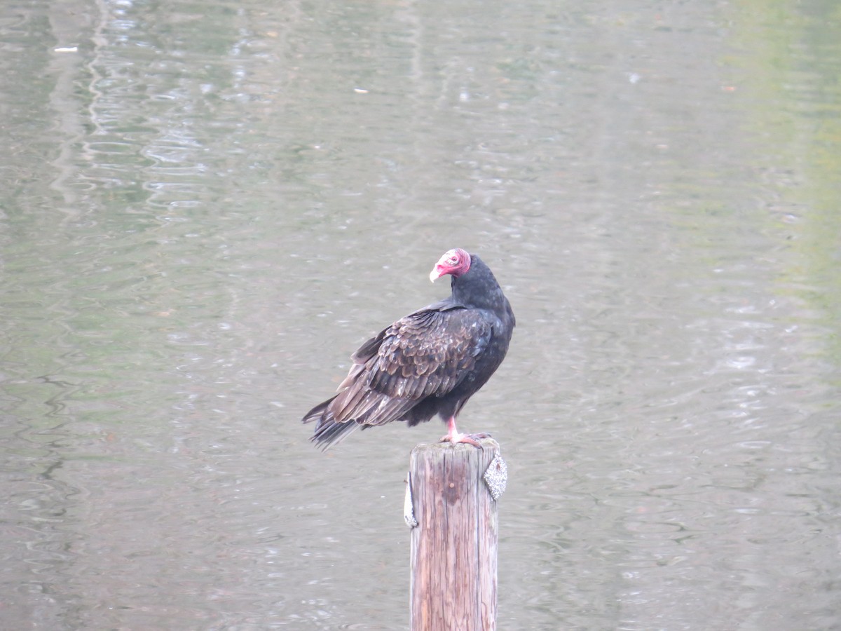 Turkey Vulture - ML646470697
