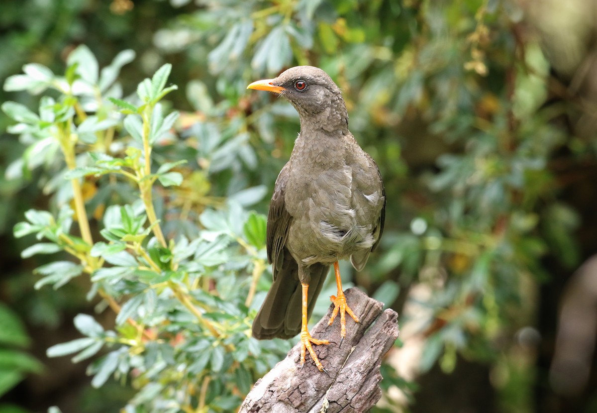 Chiguanco Thrush - ML646470698