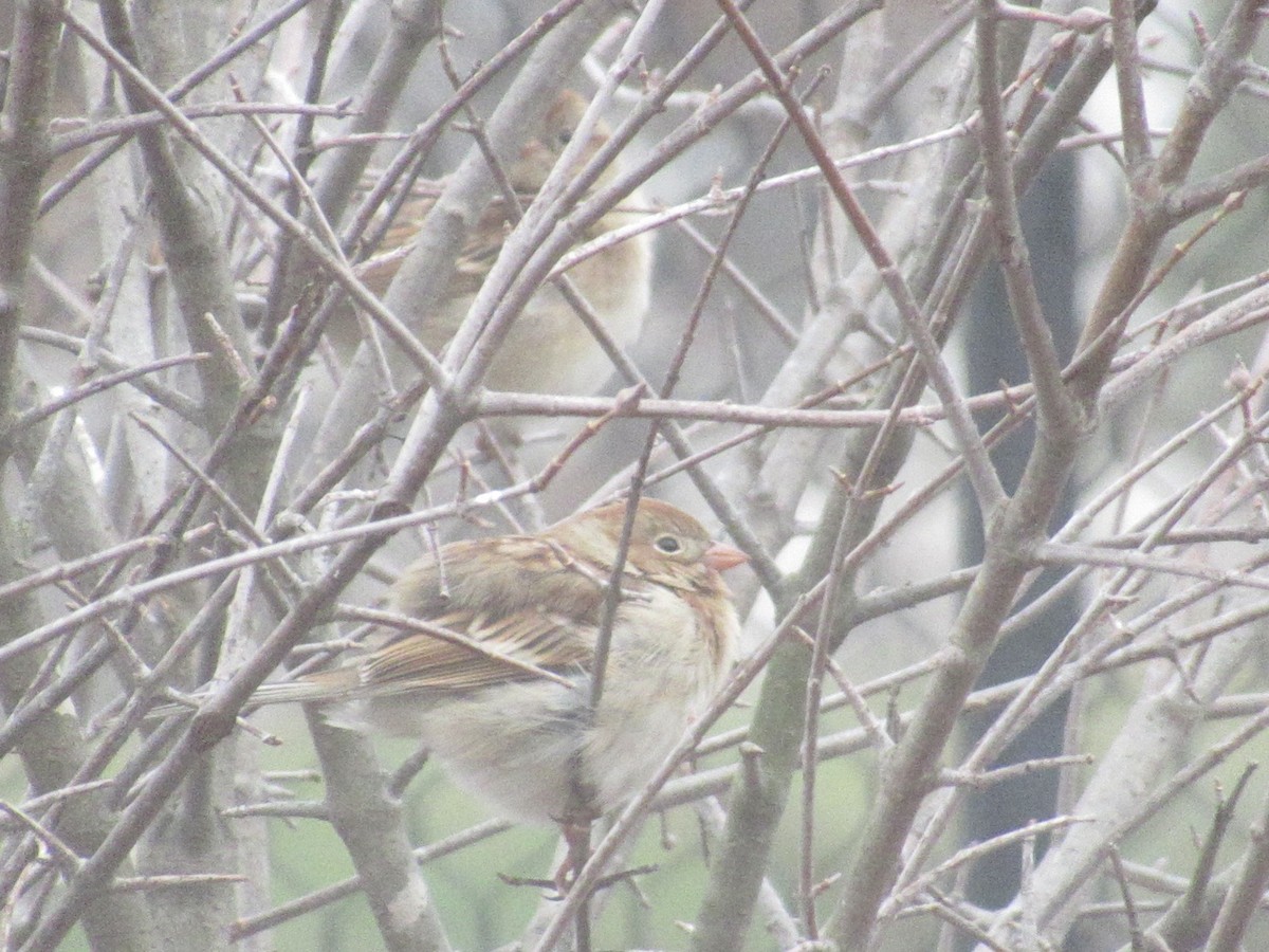 Field Sparrow - ML646470699