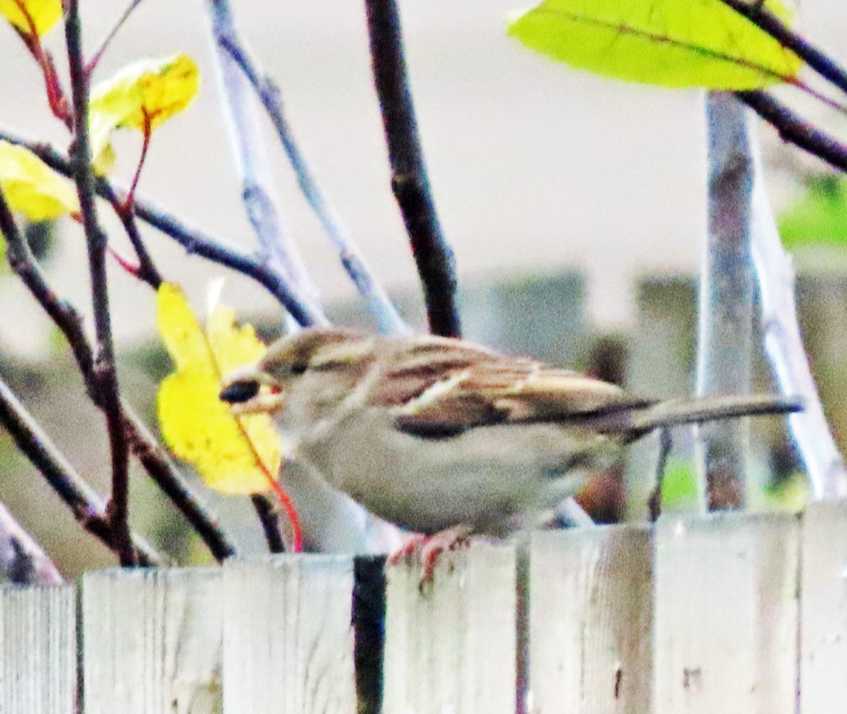 Moineau domestique - ML646470701