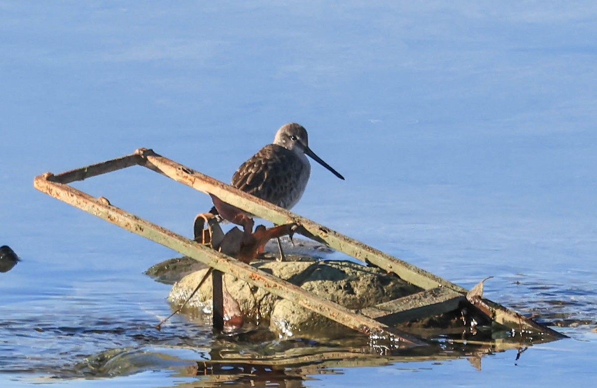 Long-billed Dowitcher - ML646470703