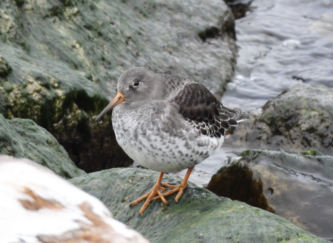 Purple Sandpiper - ML646470704