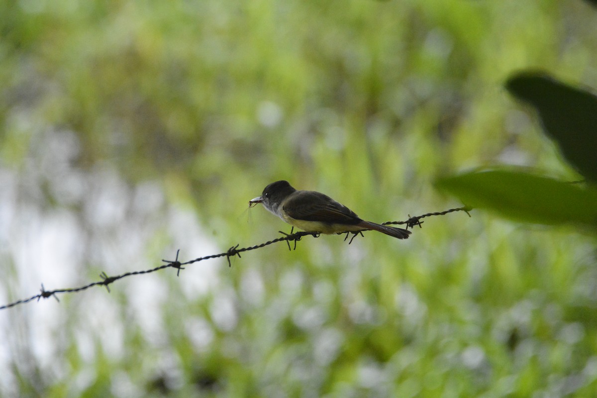 Dusky-capped Flycatcher - ML646470705