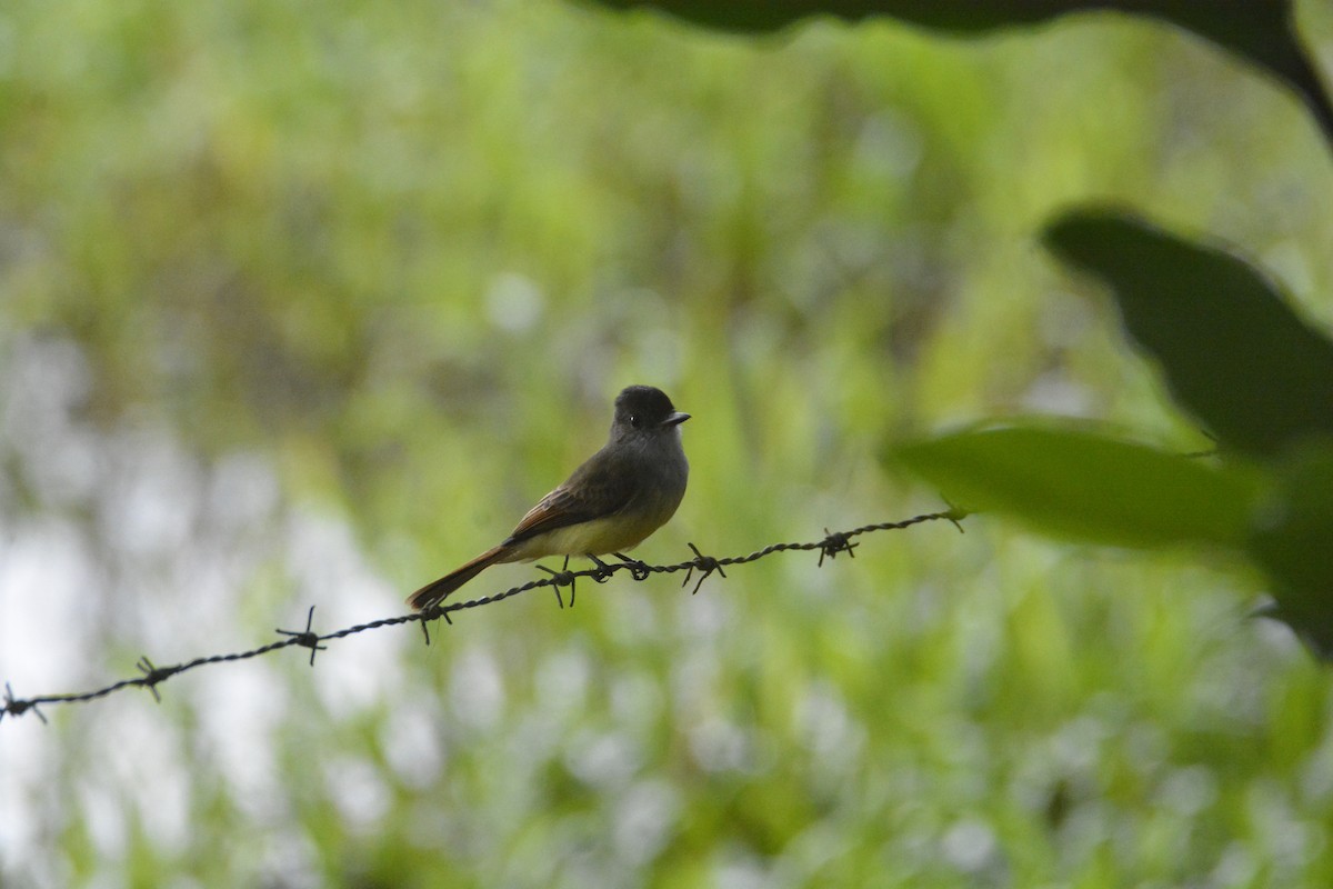 Dusky-capped Flycatcher - ML646470706
