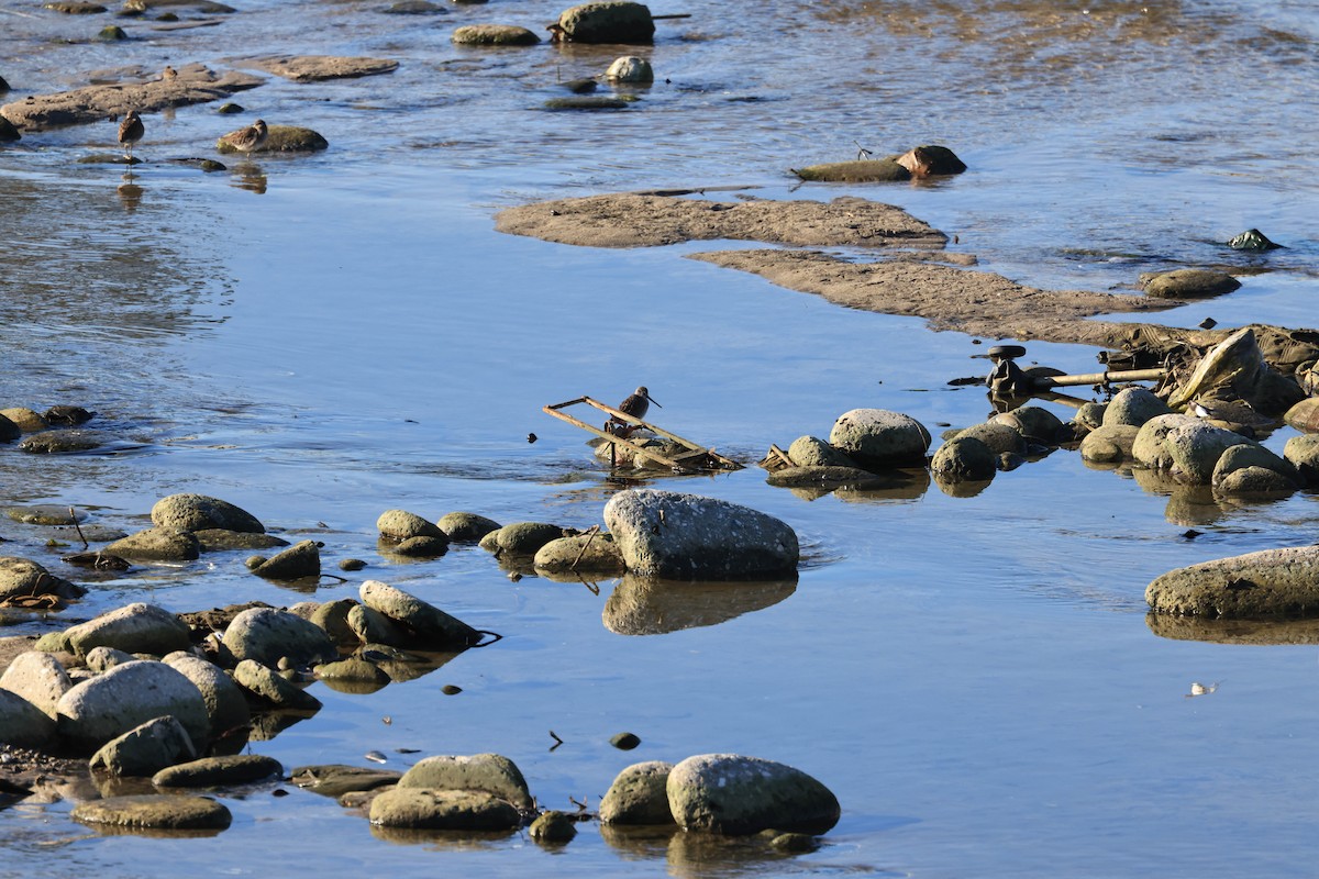 Long-billed Dowitcher - ML646470707