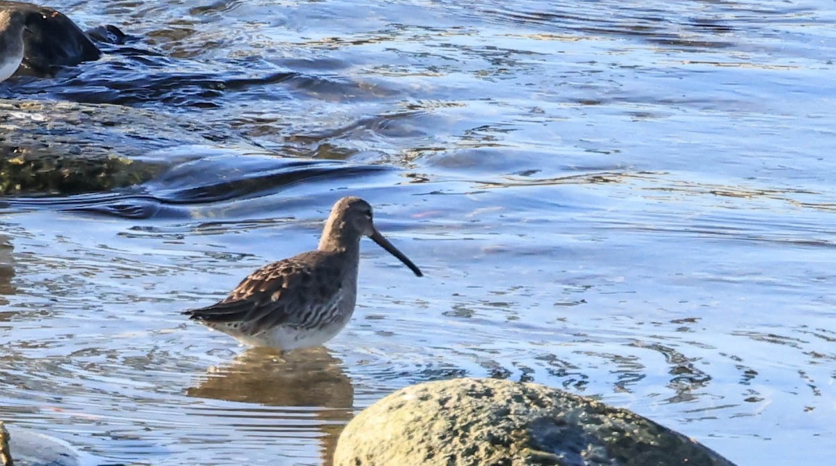 Long-billed Dowitcher - ML646470708