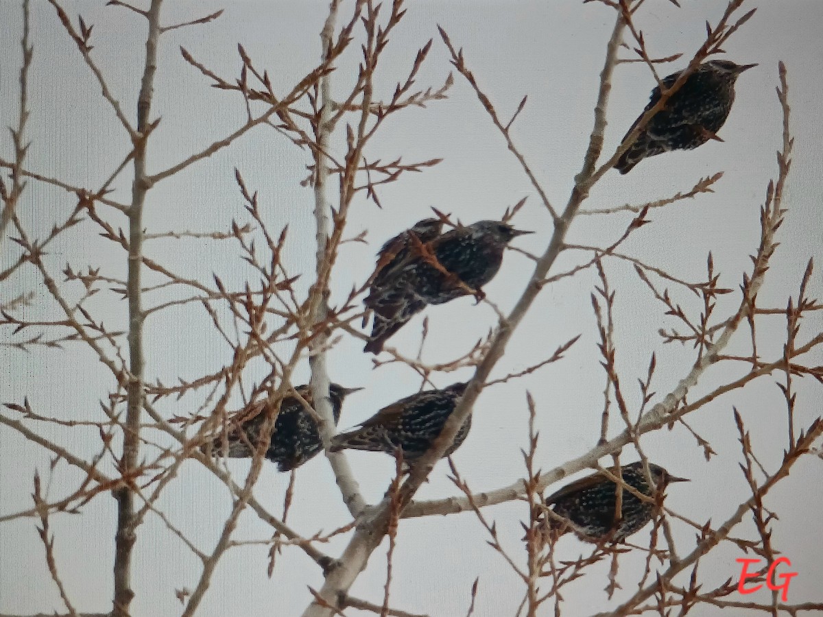 European Starling - ML646470709