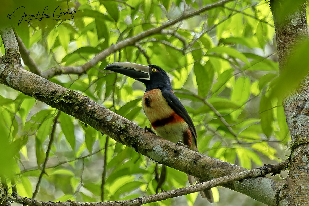 Collared Aracari - ML646470710