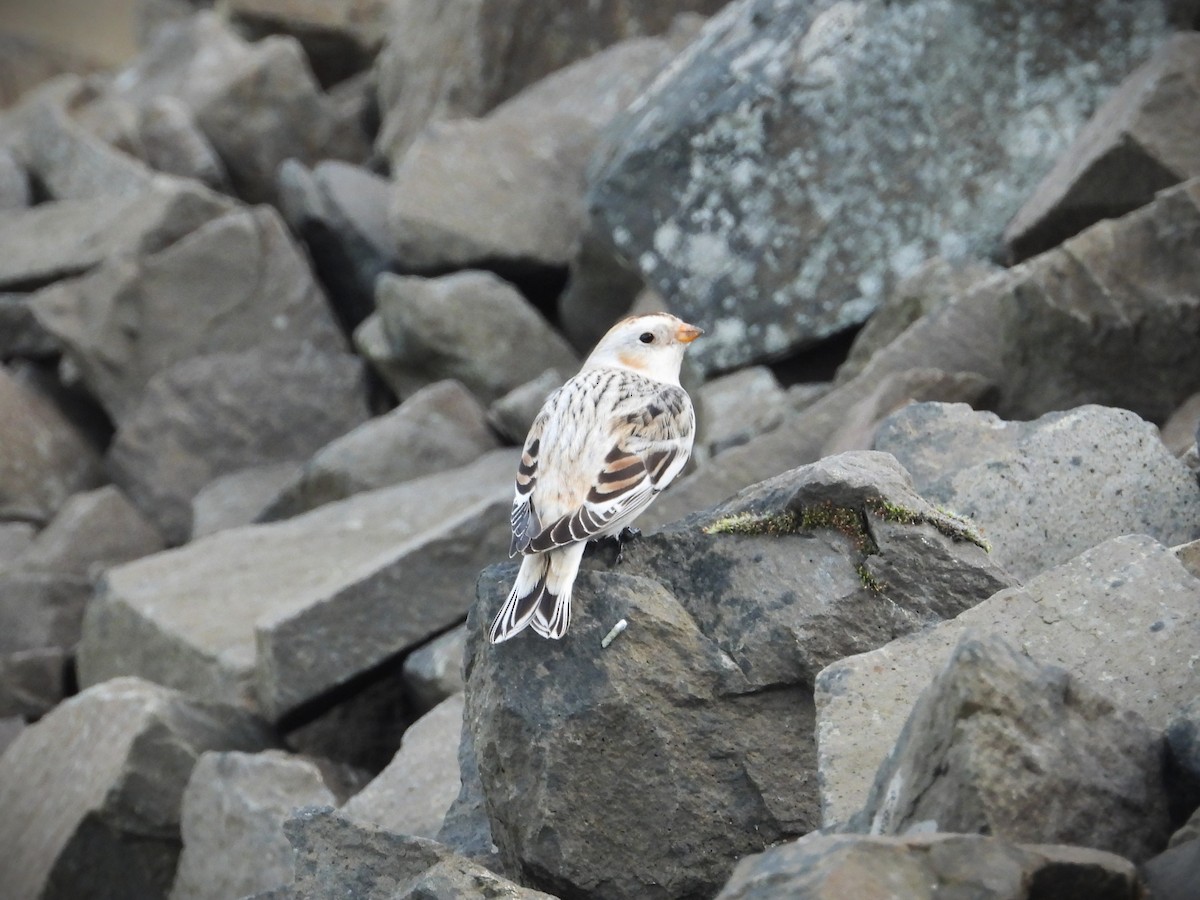 Snow Bunting - ML646470712