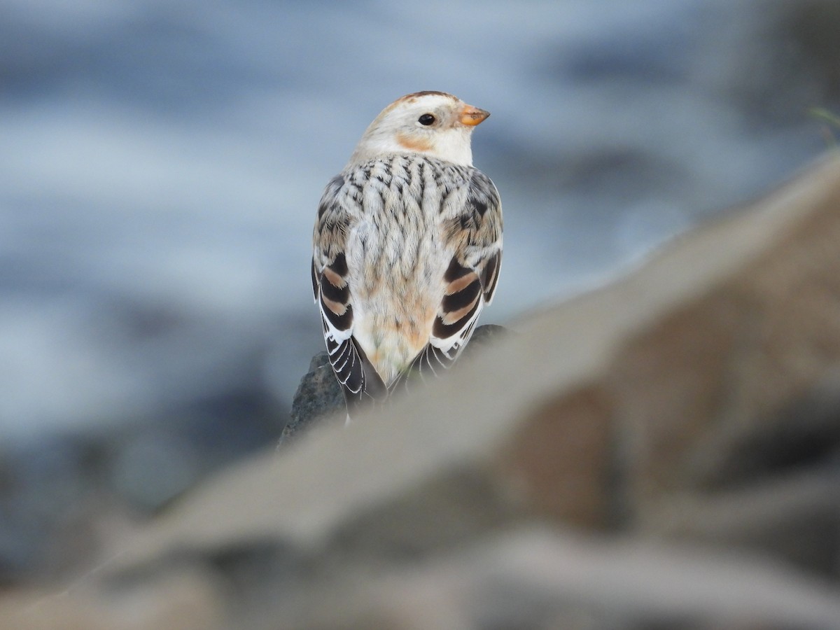 Snow Bunting - ML646470713