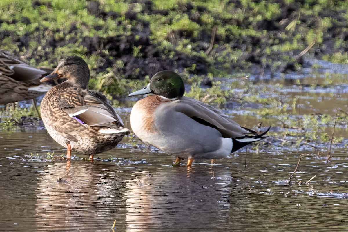Mallard x Northern Pintail (hybrid) - ML646470718