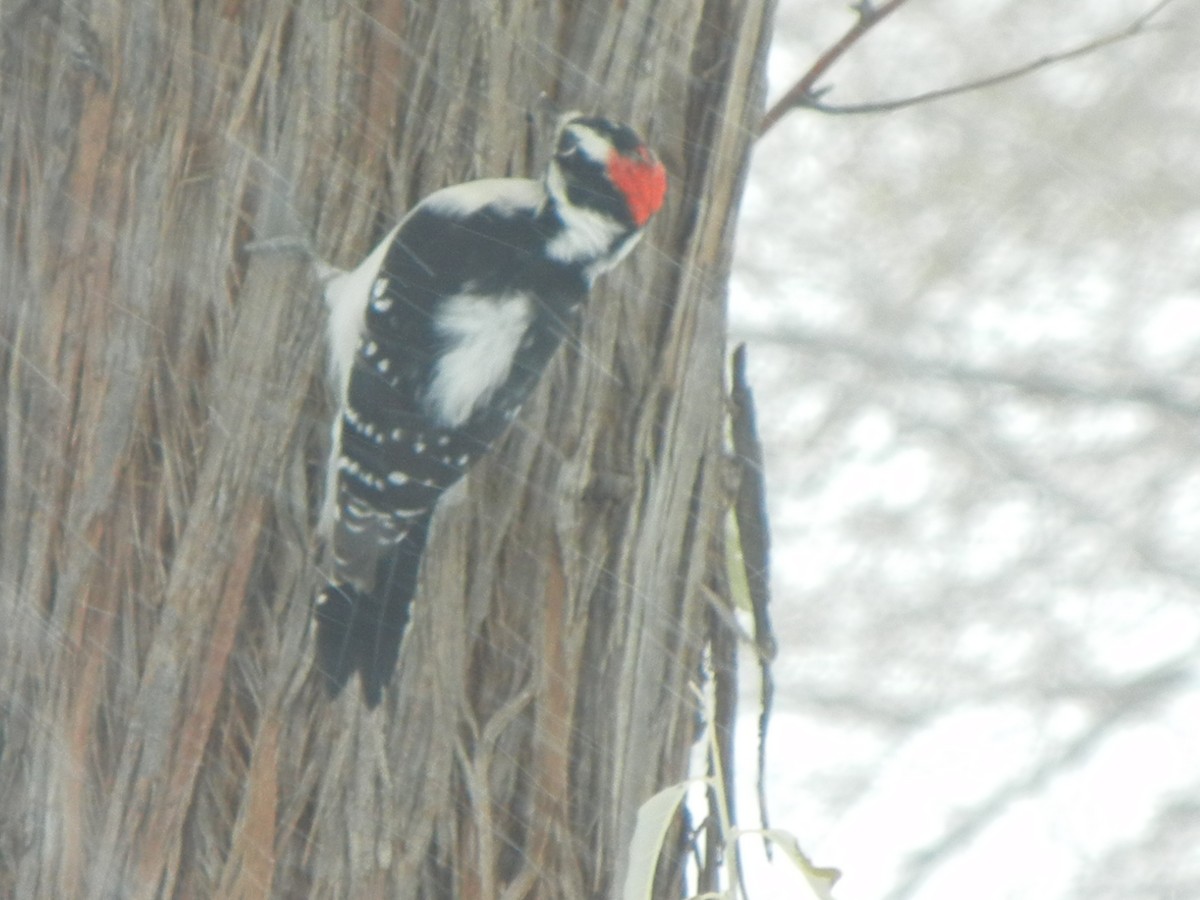 strakapoud osikový - ML646470720