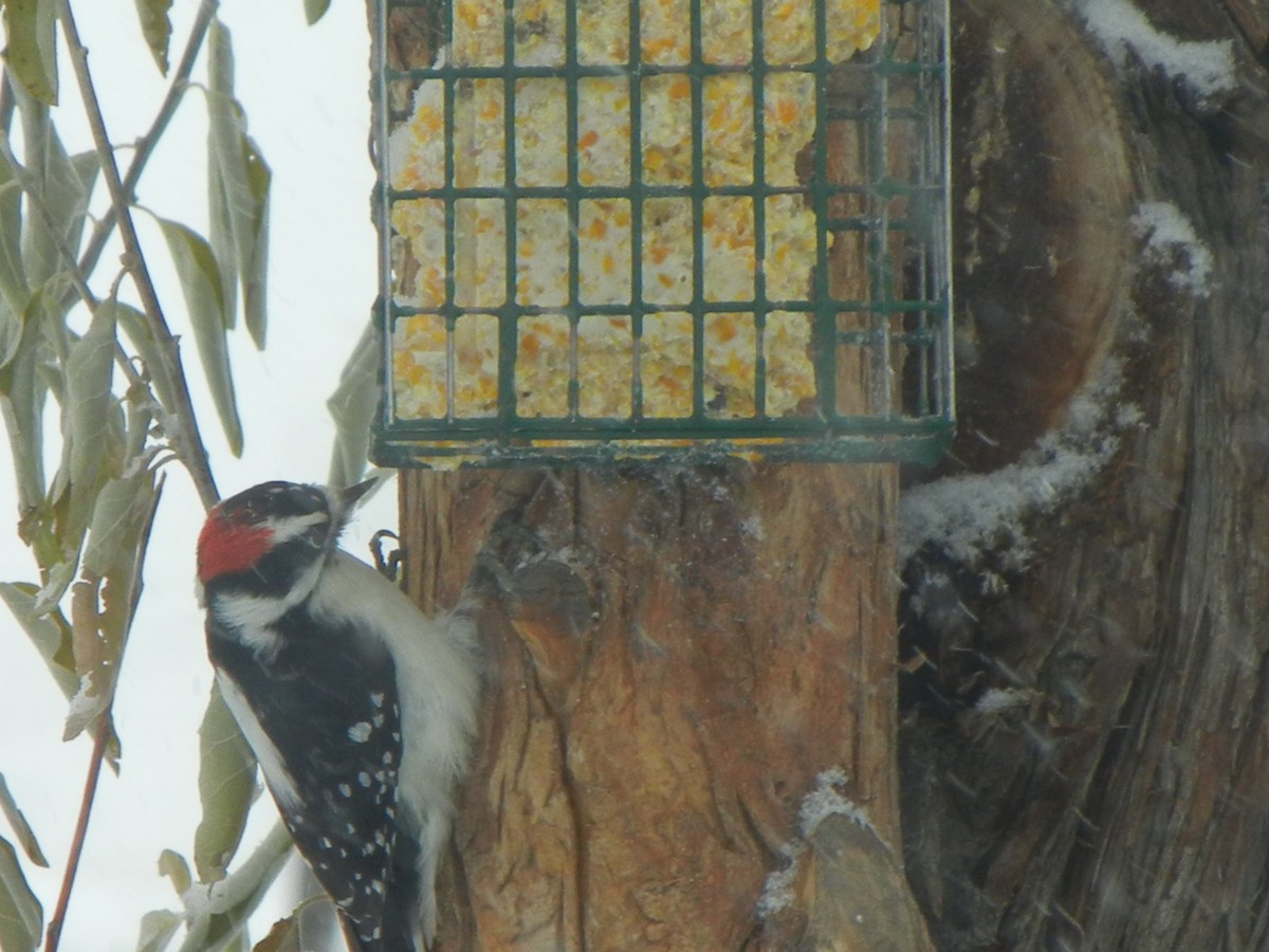 strakapoud osikový - ML646470721