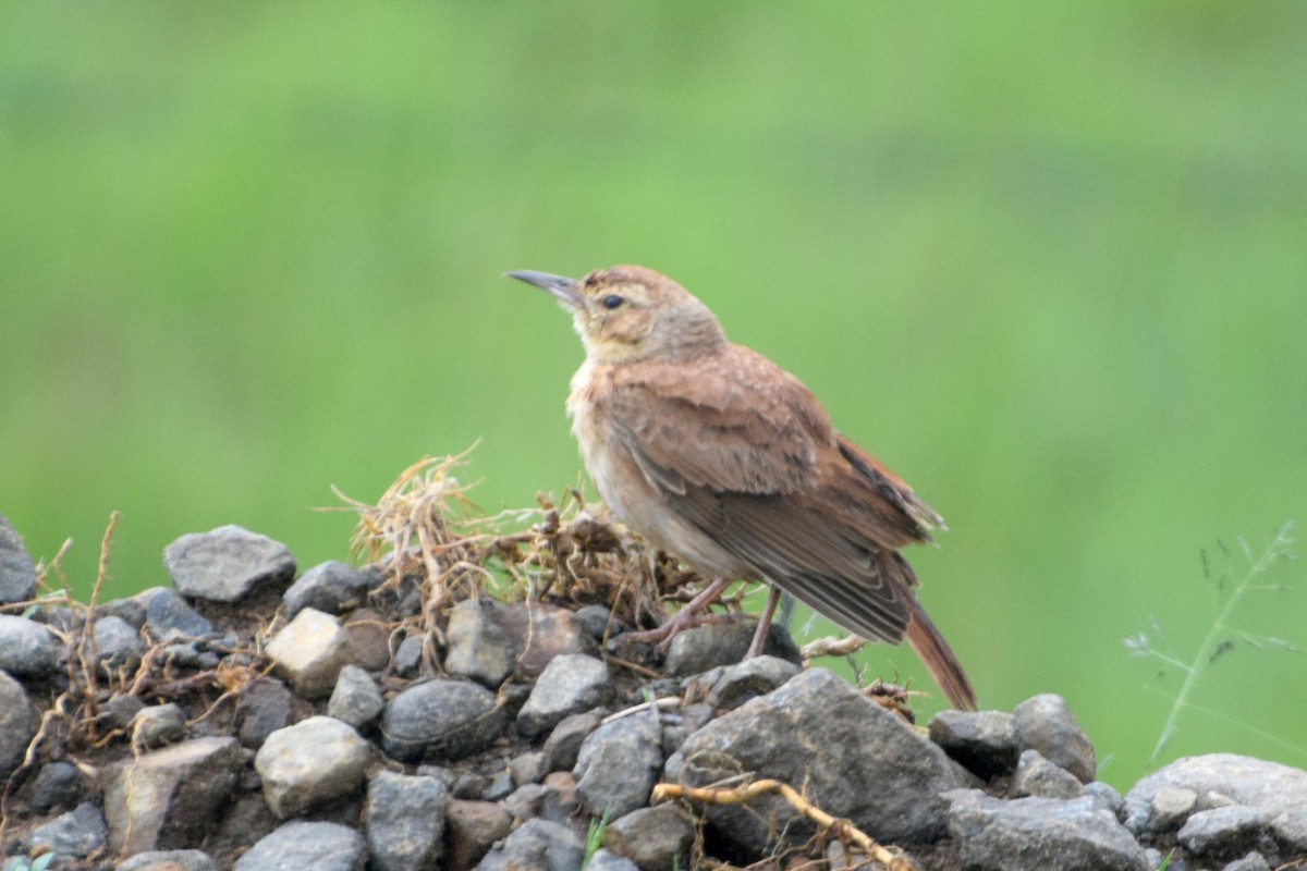 Eastern Long-billed Lark - ML646470730