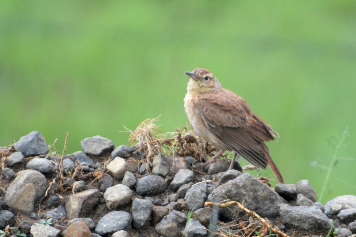Eastern Long-billed Lark - ML646470731