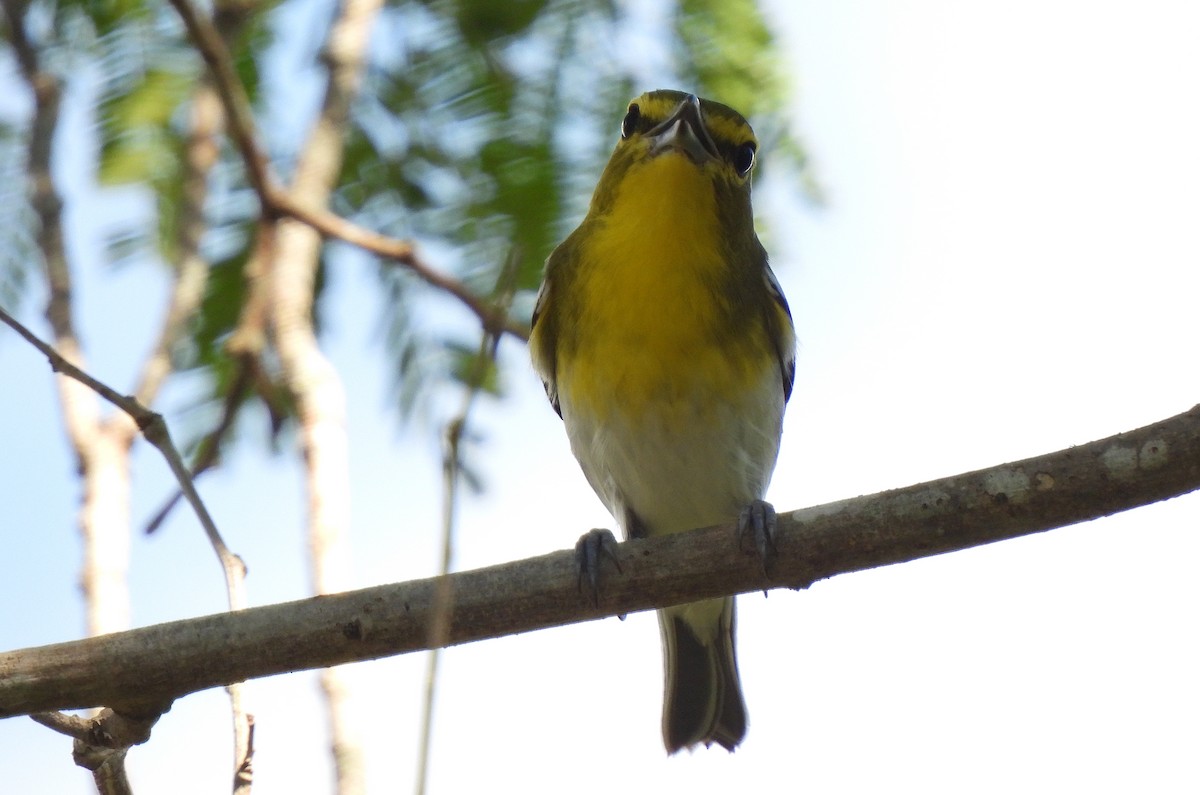 キノドモズモドキ - ML646470734