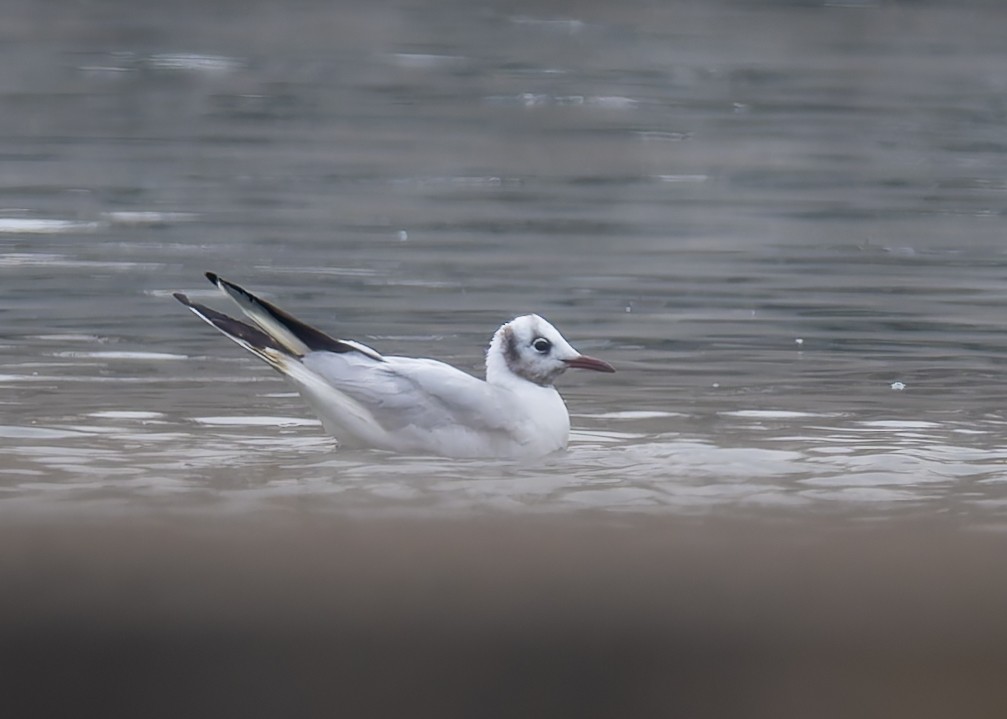 Black-headed Gull - ML646470736