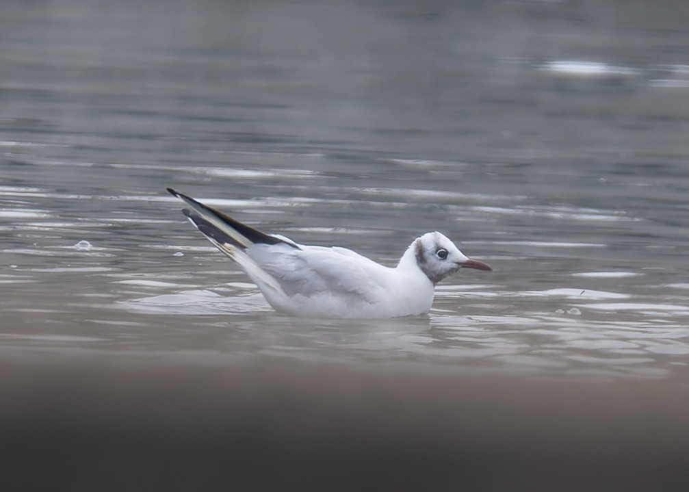 Black-headed Gull - ML646470737