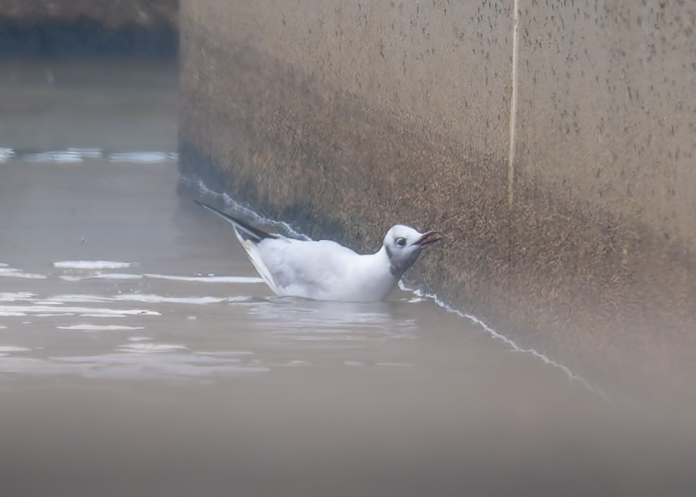 Black-headed Gull - ML646470738