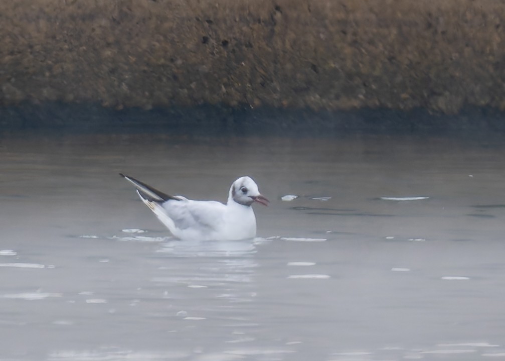 Black-headed Gull - ML646470739