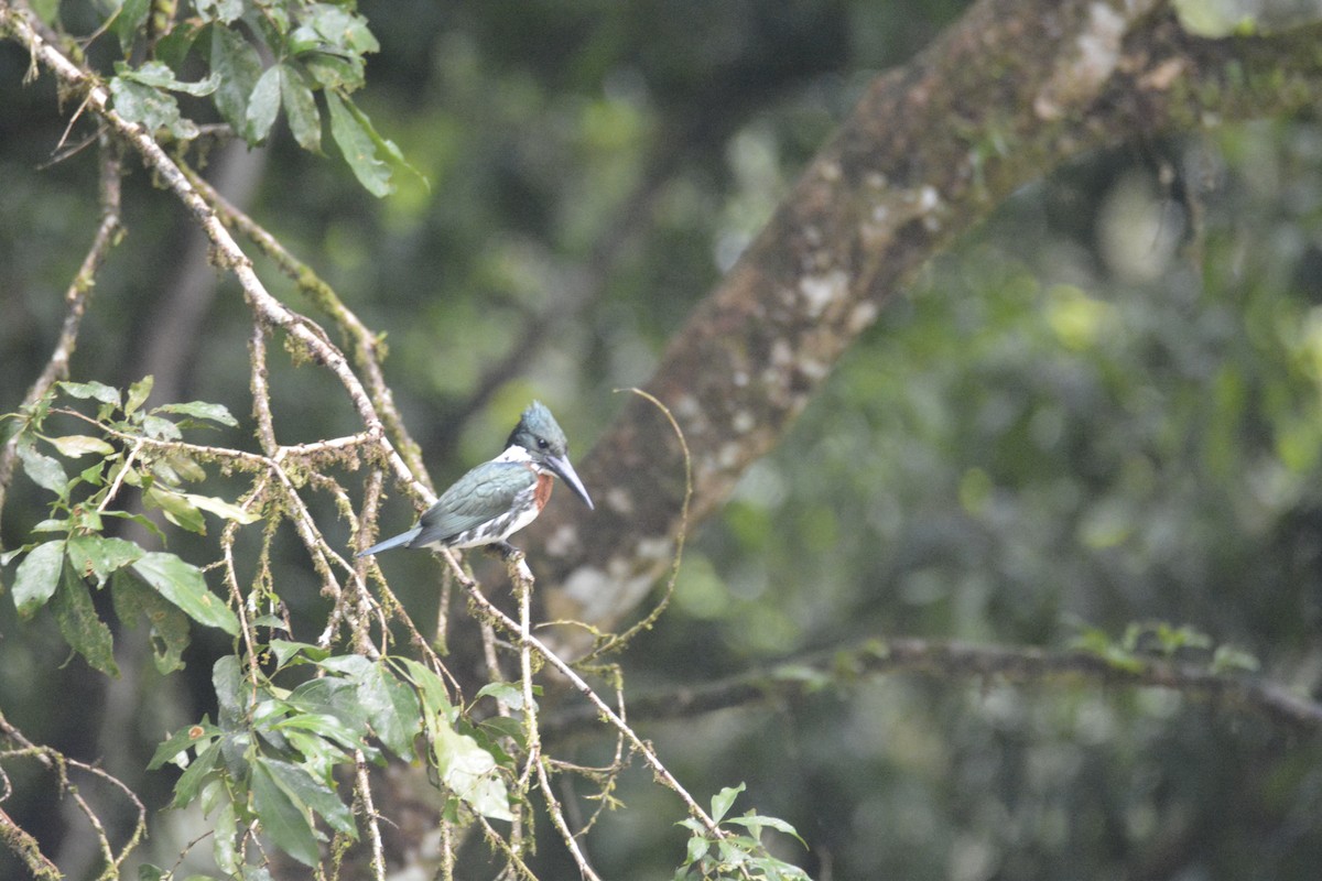 Amazon Kingfisher - ML646470741