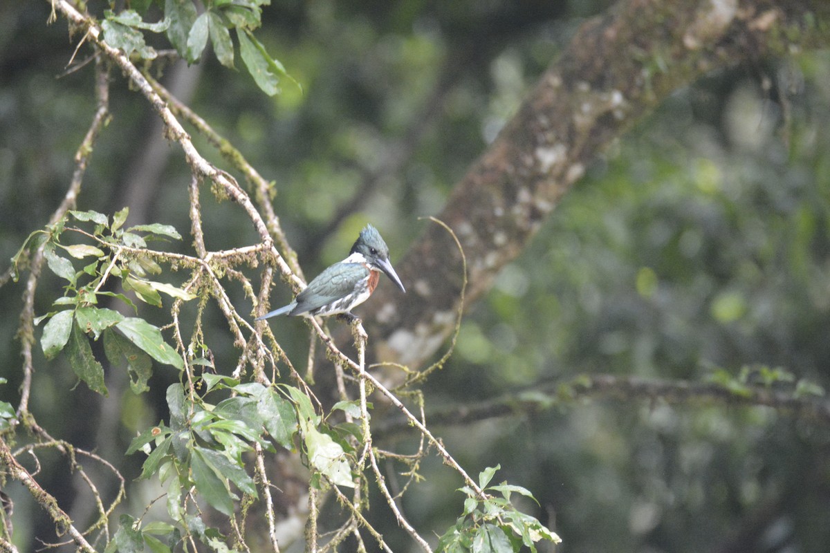 Amazon Kingfisher - ML646470742