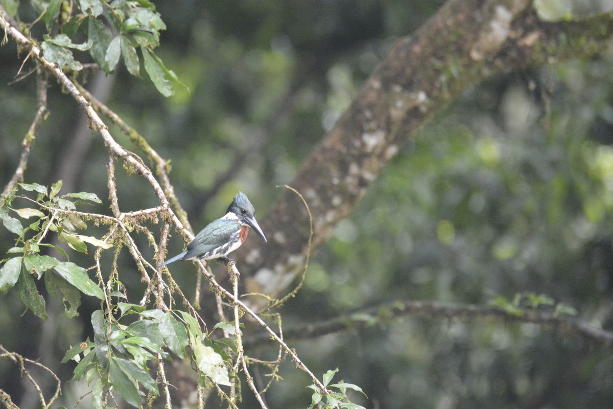 Amazon Kingfisher - ML646470743