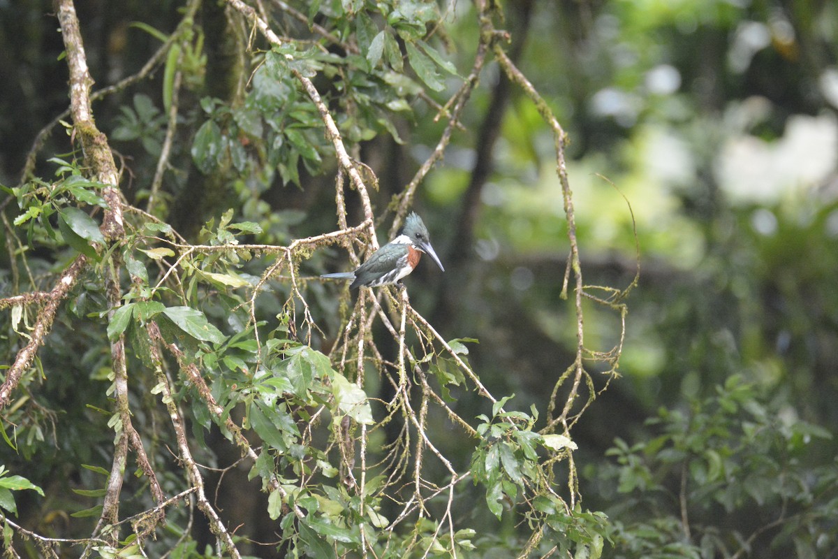 Amazon Kingfisher - ML646470744
