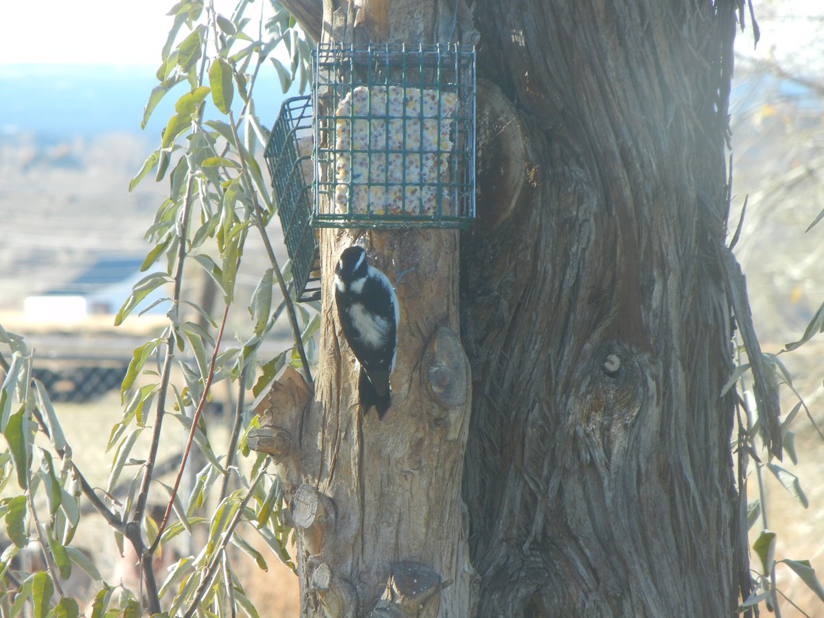 strakapoud osikový - ML646470746