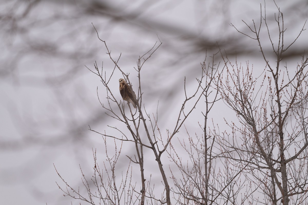 Rough-legged Hawk - ML646470747