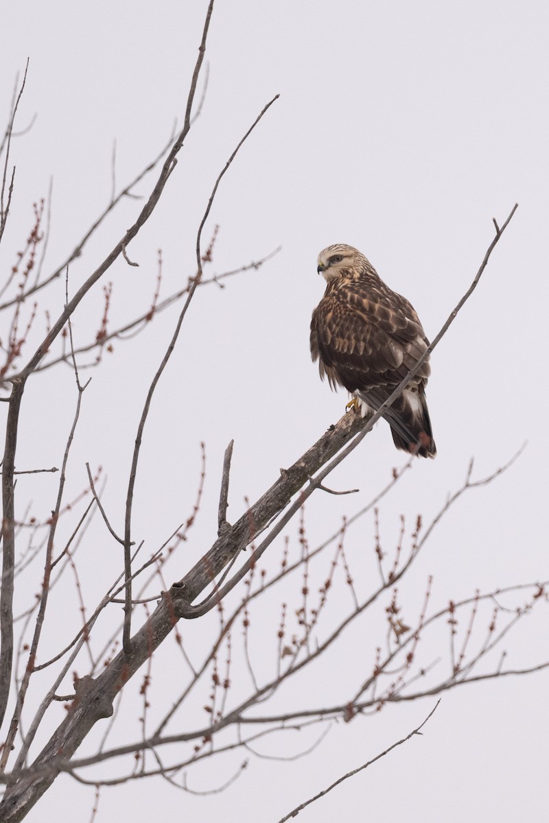 Rough-legged Hawk - ML646470748
