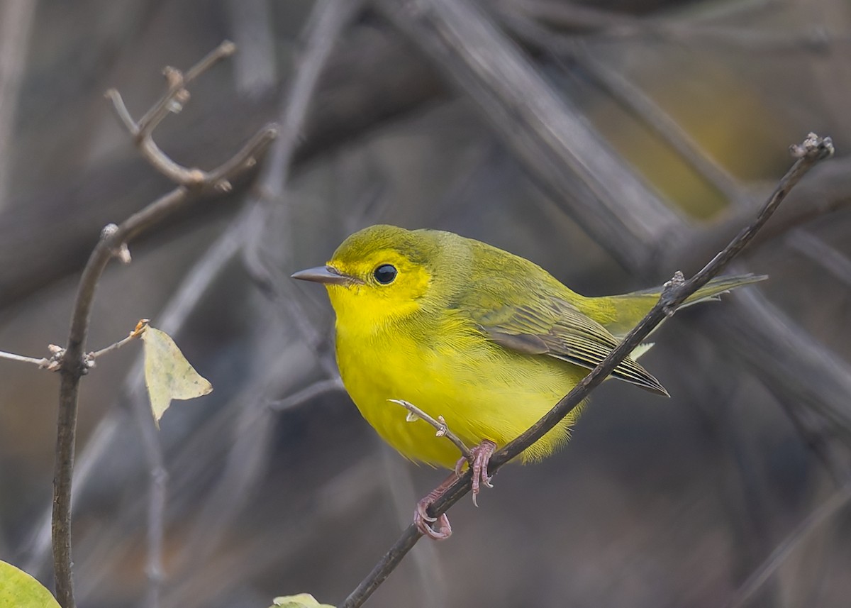 Hooded Warbler - ML646470749