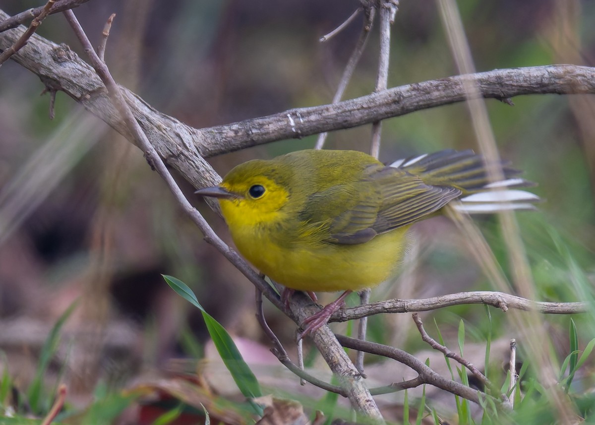 Hooded Warbler - ML646470750