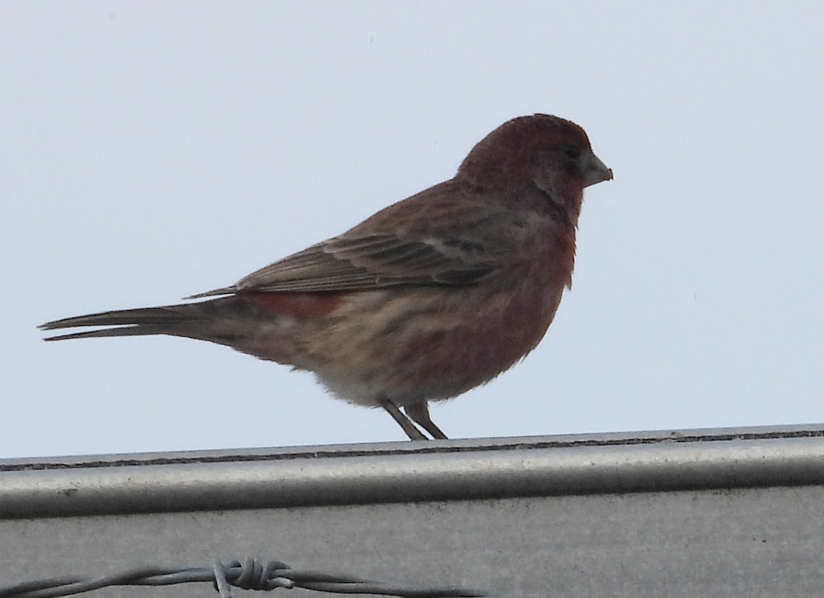 hýl rudoprsý - ML646470752