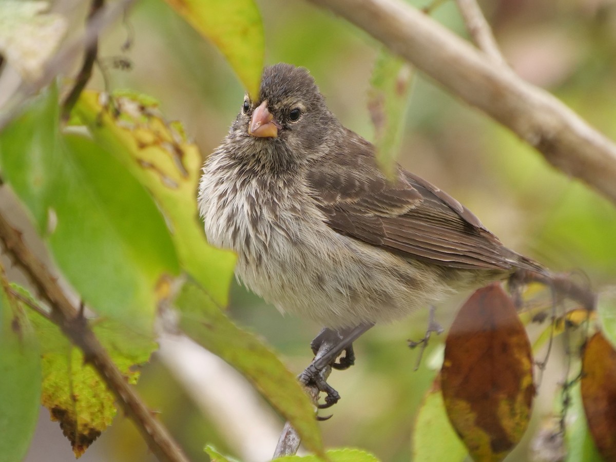 Kleingrundfink - ML646470753