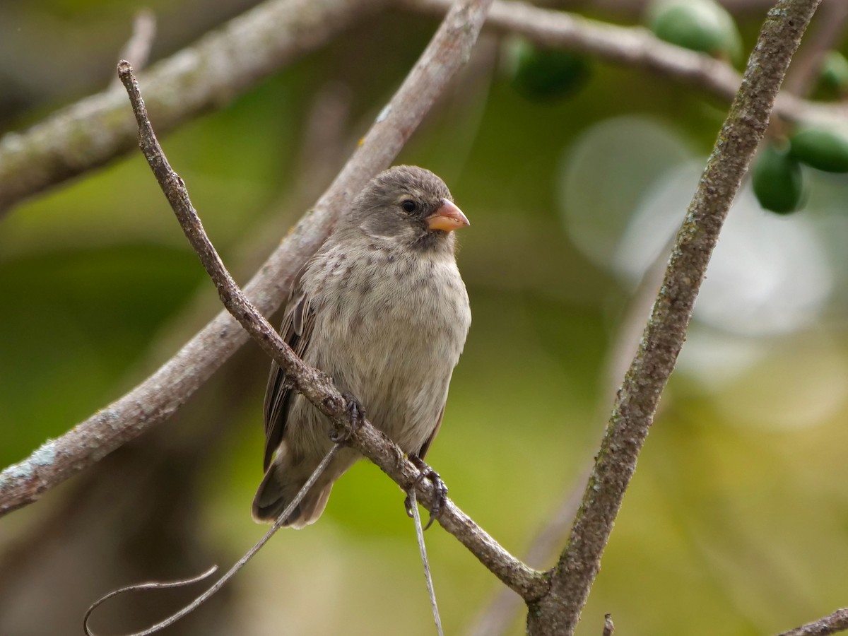 Kleingrundfink - ML646470754