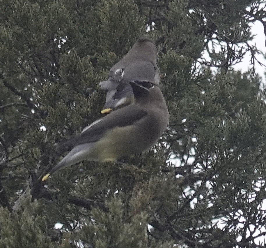 Cedar Waxwing - ML646470756