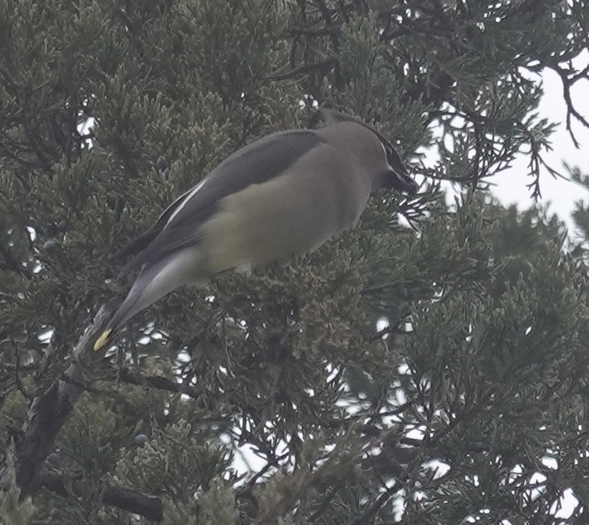 Cedar Waxwing - ML646470757