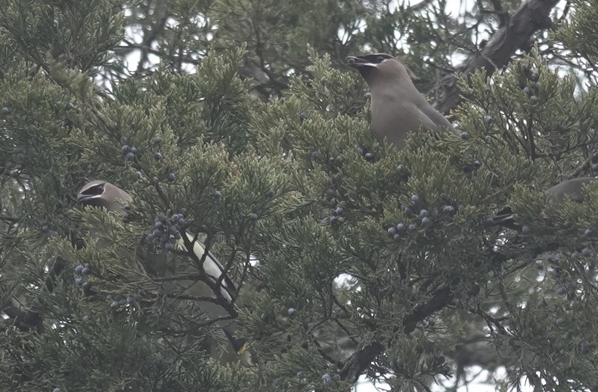 Cedar Waxwing - ML646470758