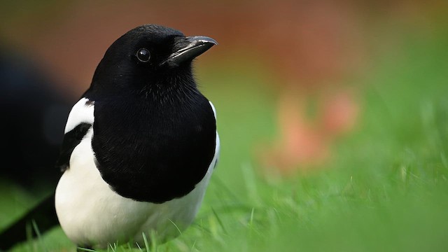 Gazza [gruppo pica] - ML646470762