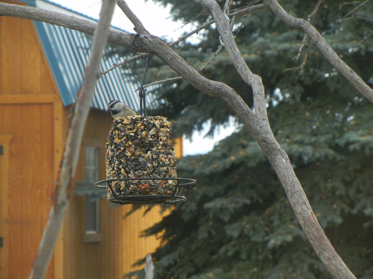 sýkora horská - ML646470765