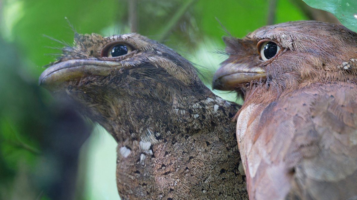 Sri Lanka Frogmouth - ML646470768