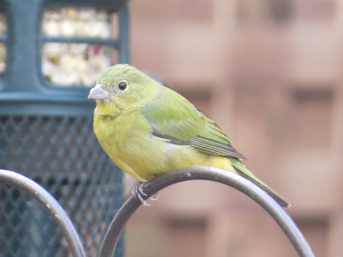 Painted Bunting - ML646470769