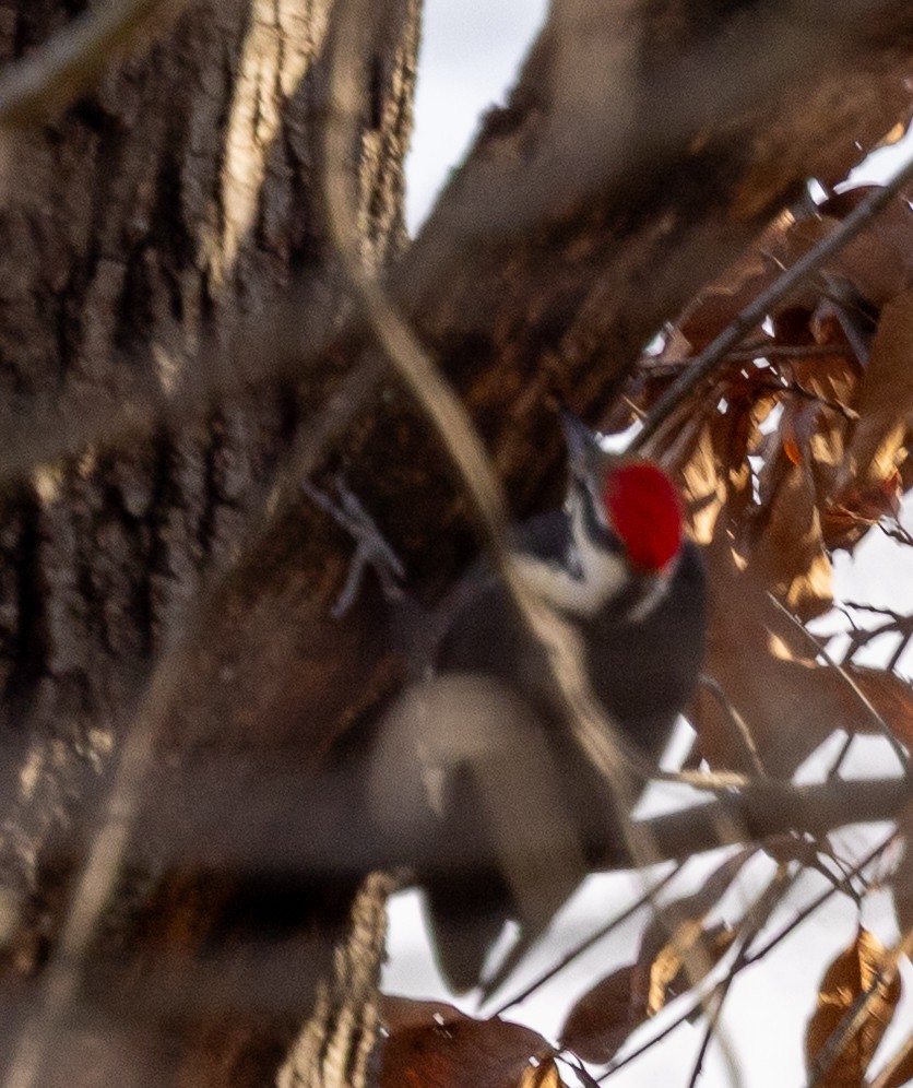 Downy Woodpecker - ML646470773